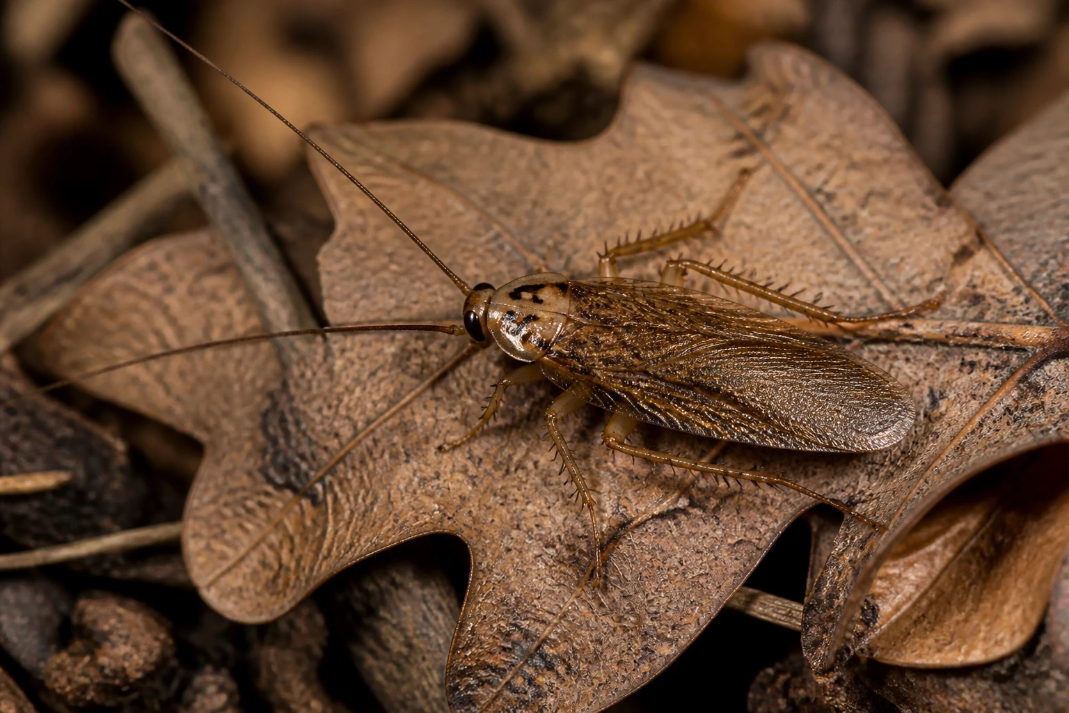 Blatte forestière Ectobius sylvestris sur feuille morte en litière de forêt, vue macro naturelle