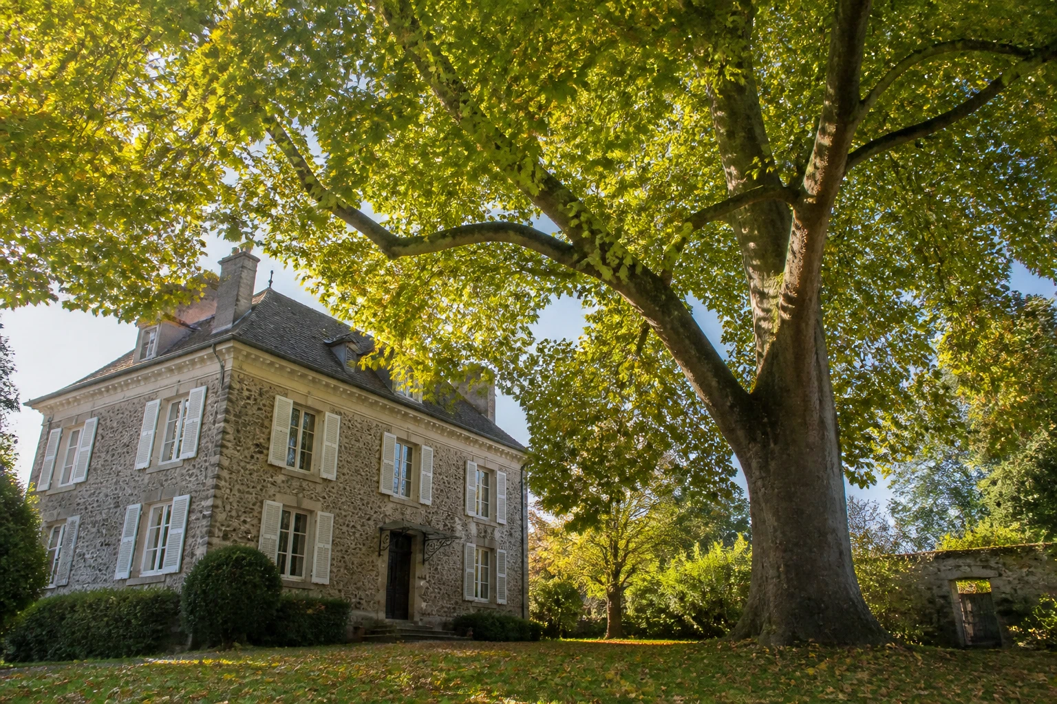 Tulipier de Virginie adulte dominant une maison de jardin, illustrant sa taille imposante à maturité