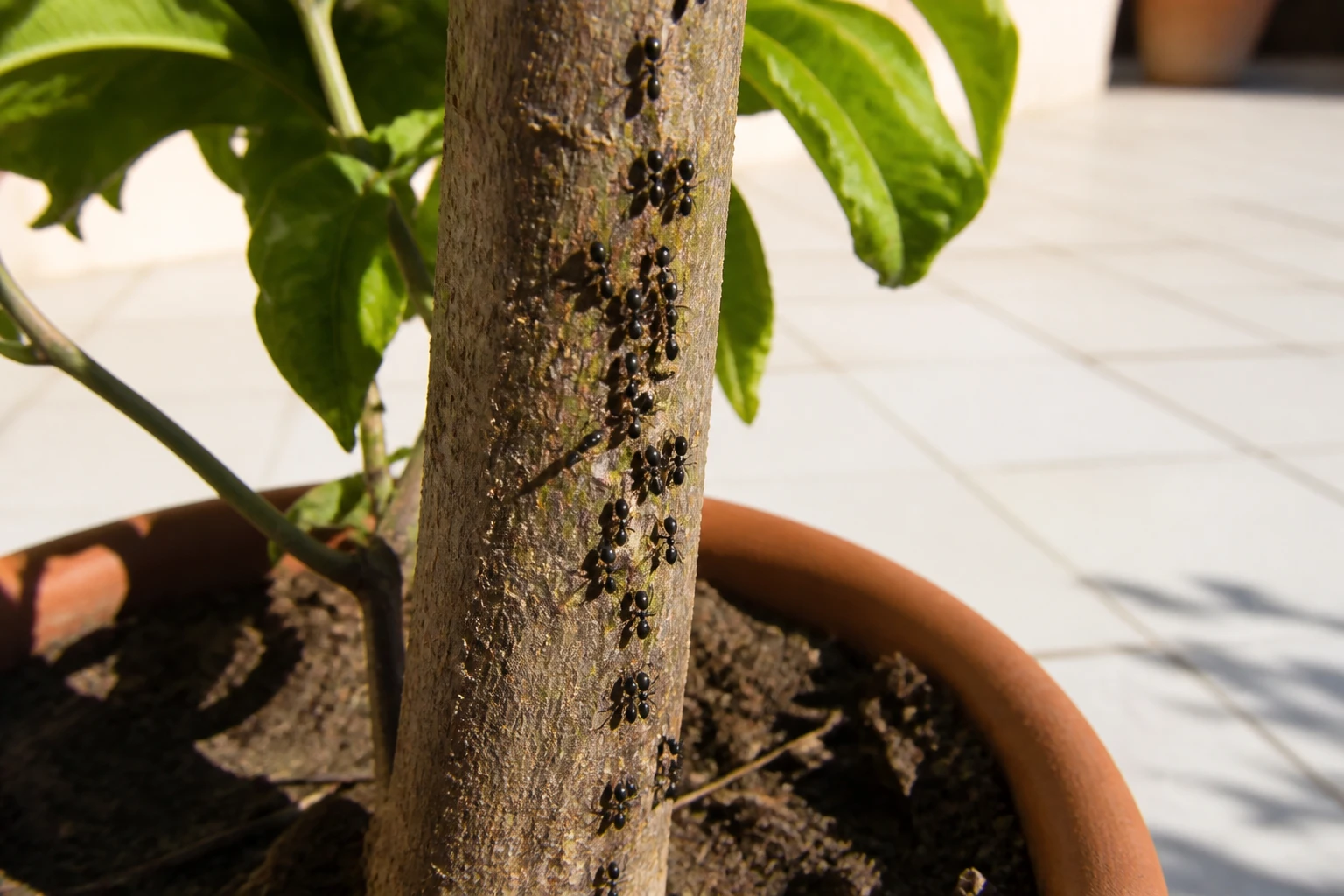Colonne de fourmis grimpant sur le tronc d'un citronnier en pot, feuilles collantes avec traces de miellat