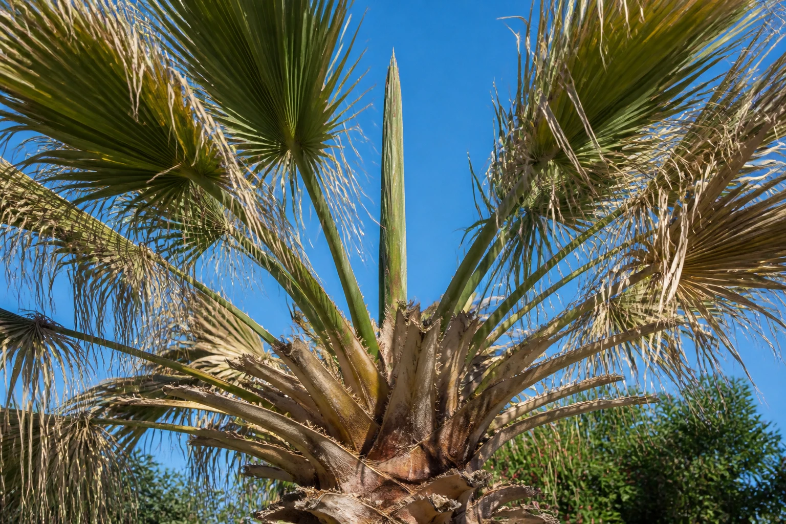 Couronne d'un palmier avec des palmes sèches et une lance centrale verte, diagnostic jardin