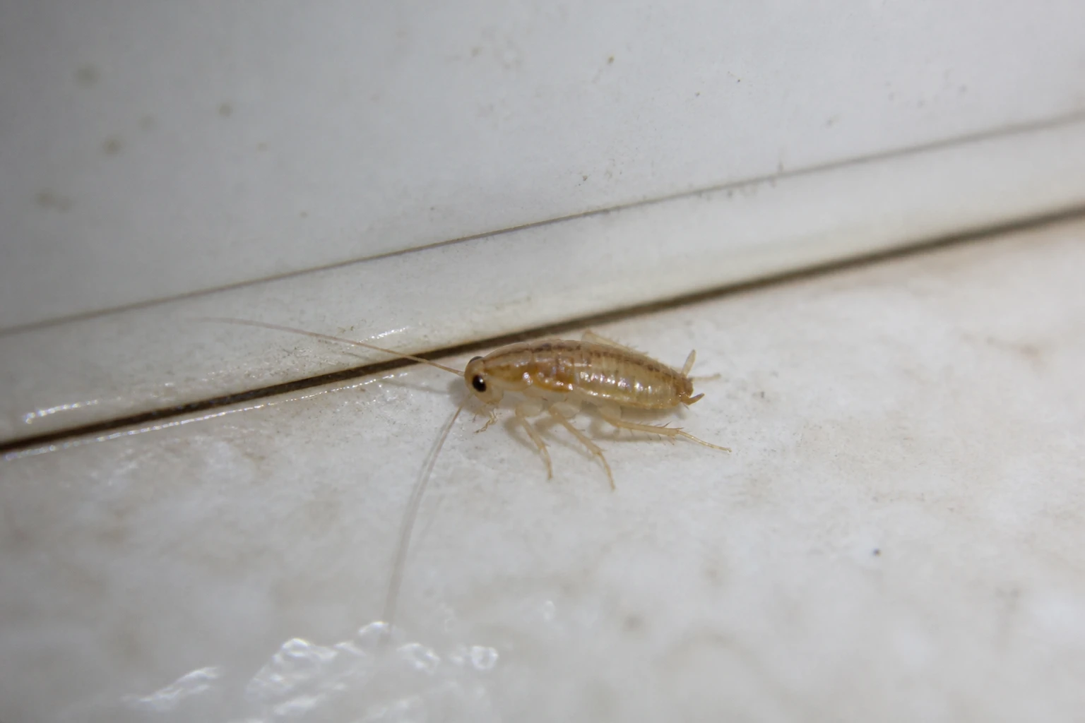 Nymphe de cafard translucide de quelques millimètres sur un carrelage de cuisine