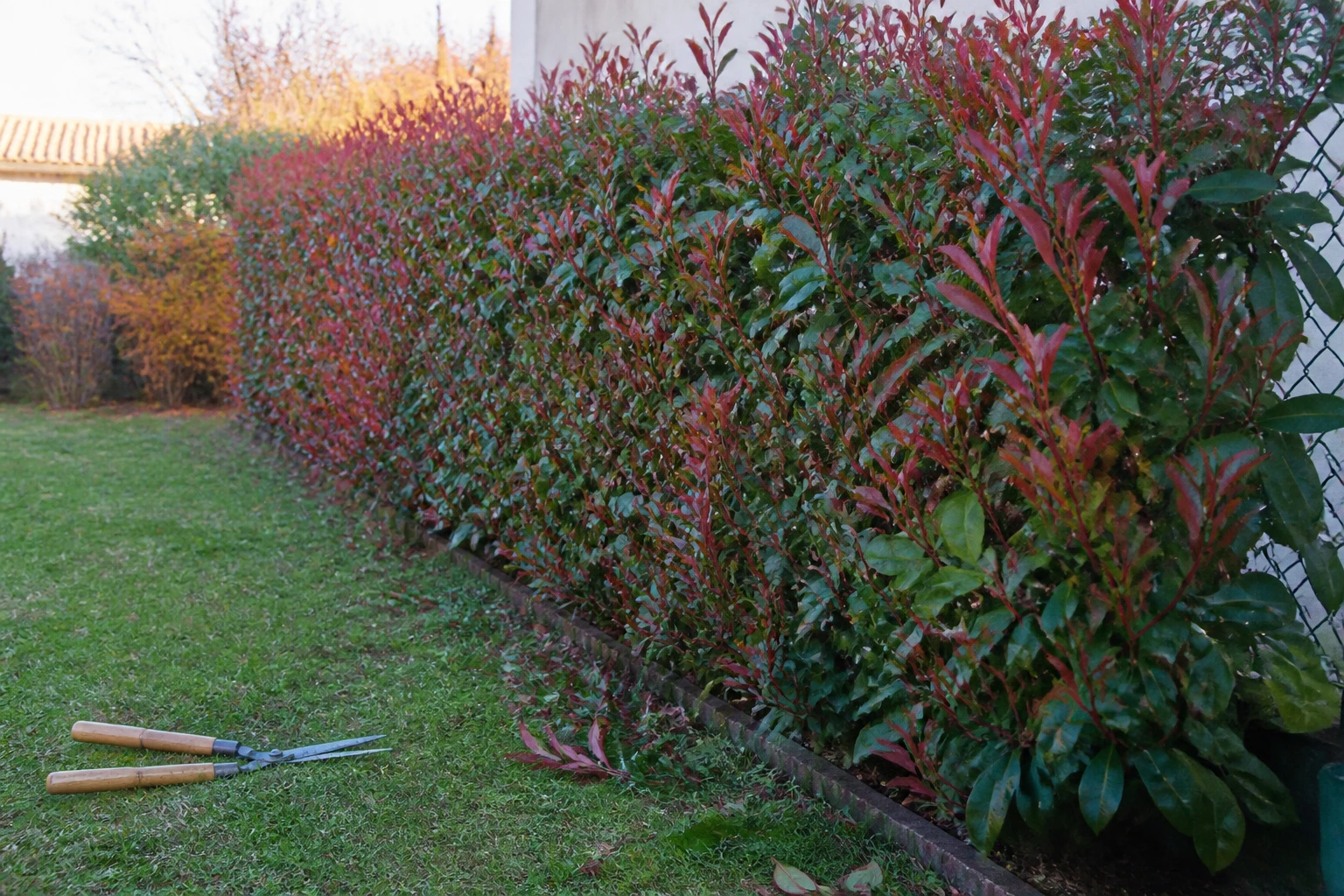 Haie de photinia au feuillage rouge et vert en cours de taille dans un jardin