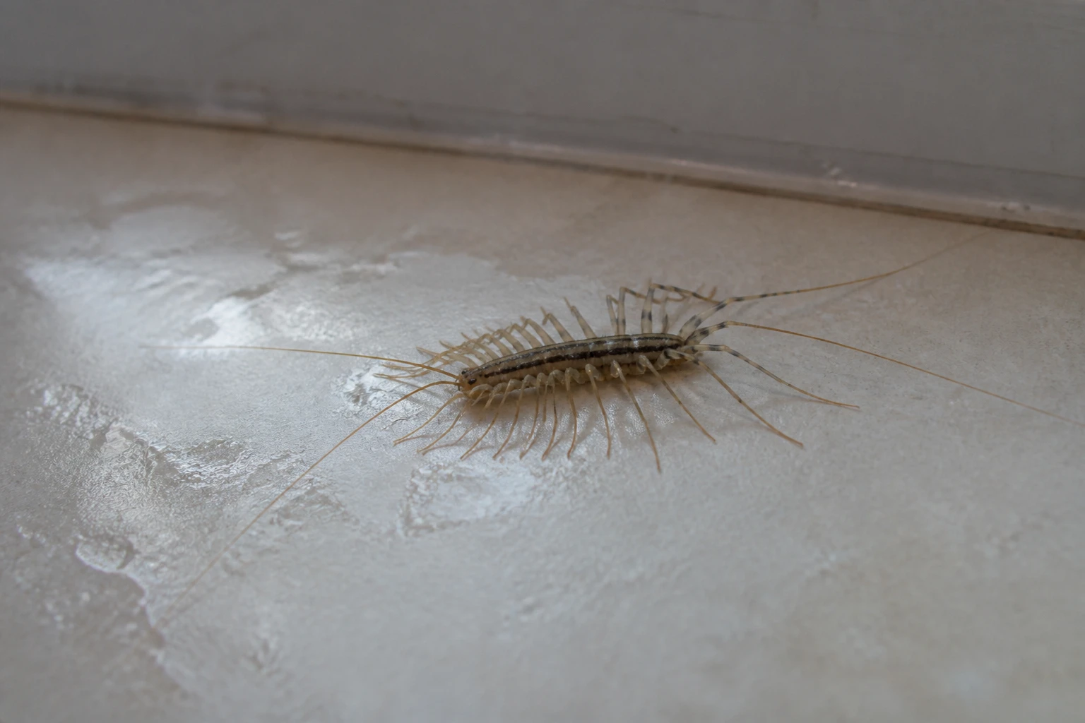 Mille-pattes domestique observé au sol près d'une plinthe humide de salle de bain