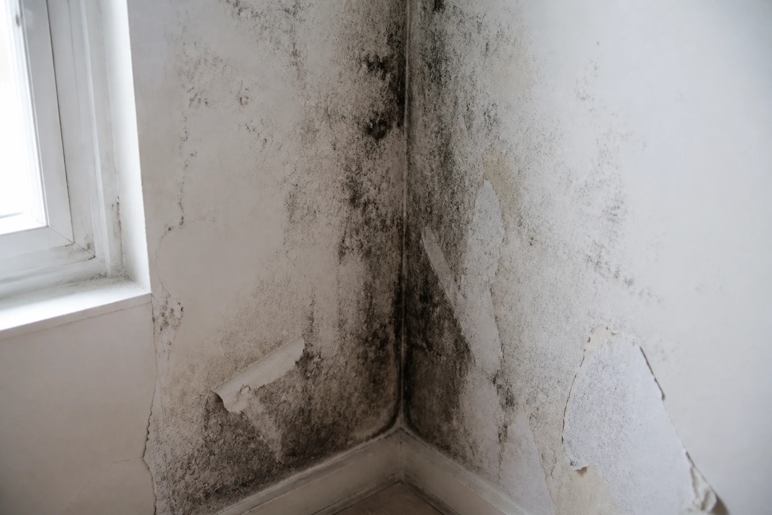 Taches de moisissures noires dans l'angle d'un mur de chambre avec peinture décollée