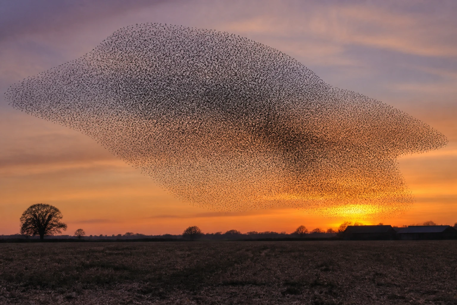 Nuée d'étourneaux sansonnets en murmuration au crépuscule au-dessus d'un champ en automne