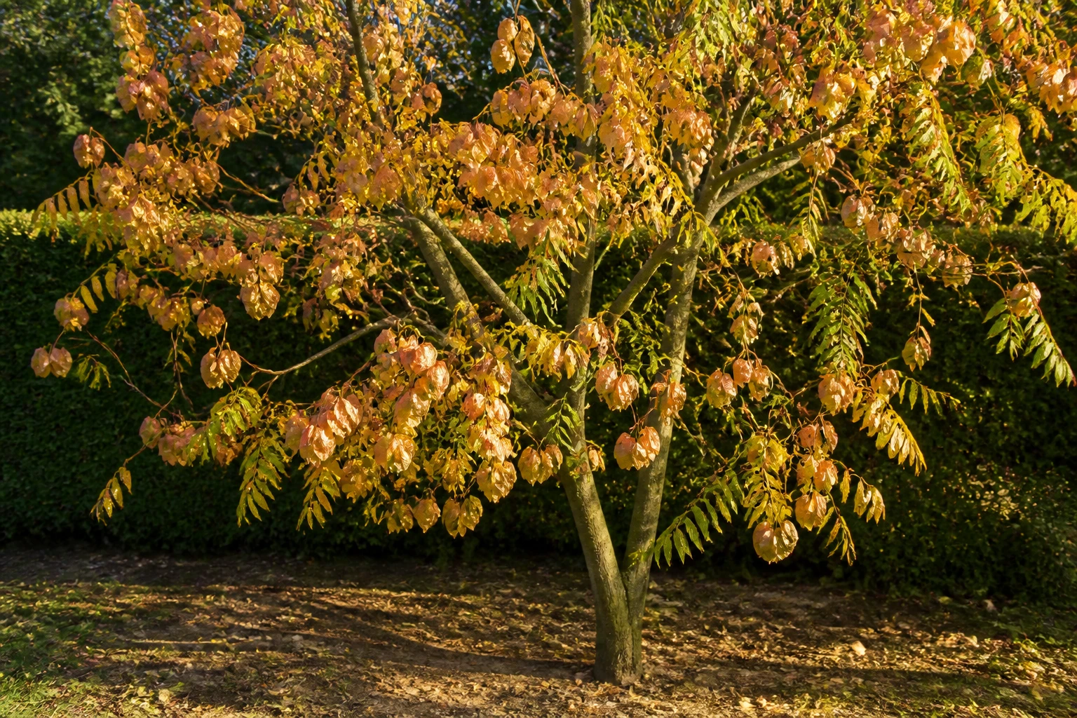 Koelreuteria paniculata en automne avec ses gousses caractéristiques orangées, dit savonnier arbre aux lanternes