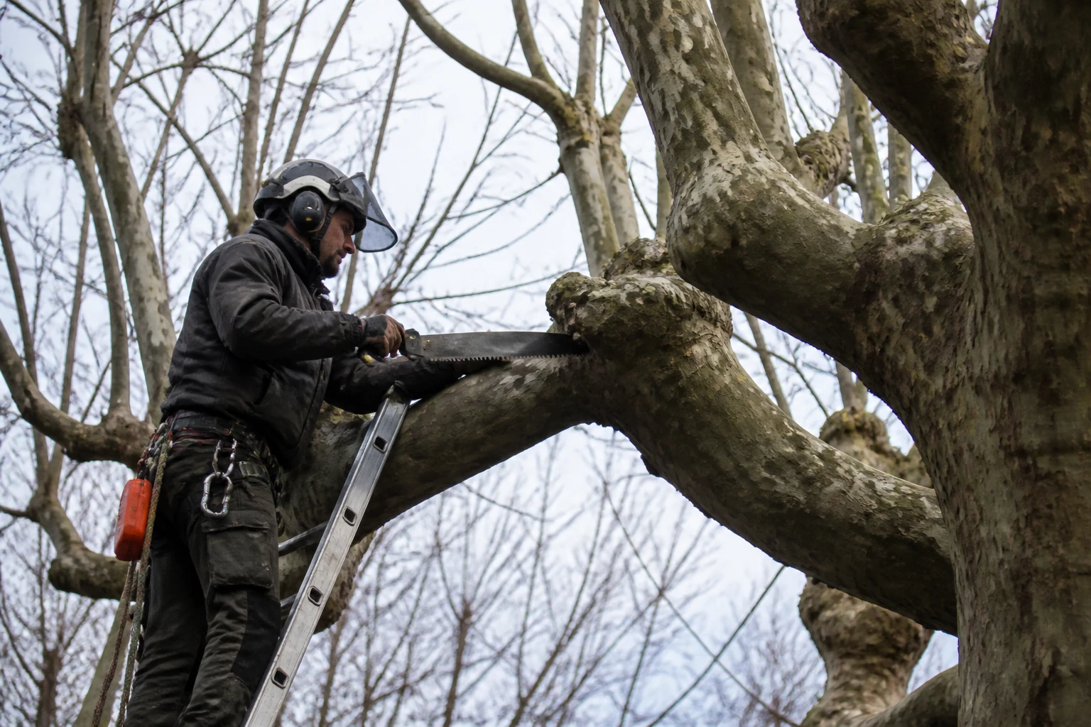Taille d'un platane mûrier en hiver par un professionnel avec une scie d'élagage