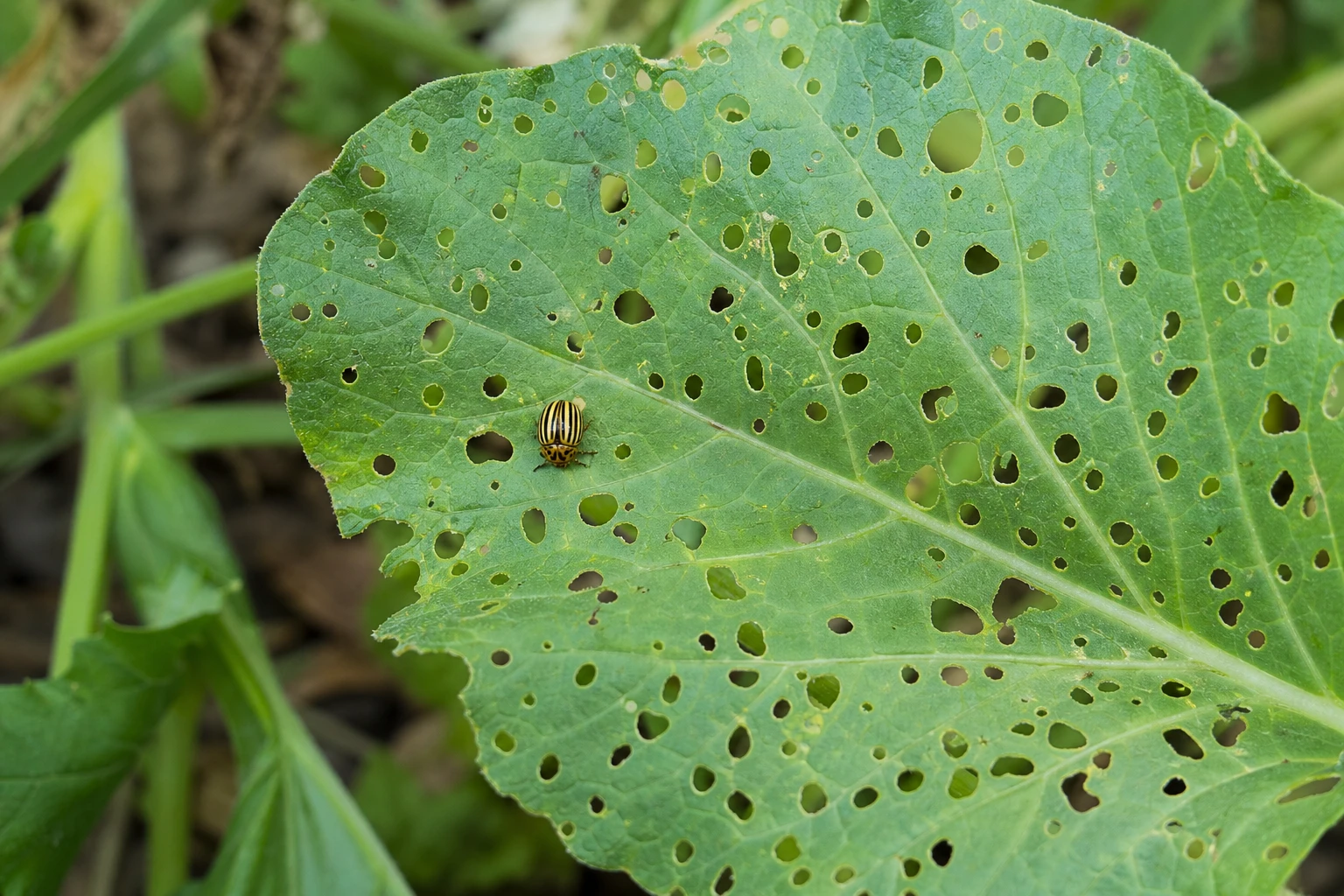 Feuille de courgette percée de trous par une chrysomèle rayée visible sur le limbe au potager