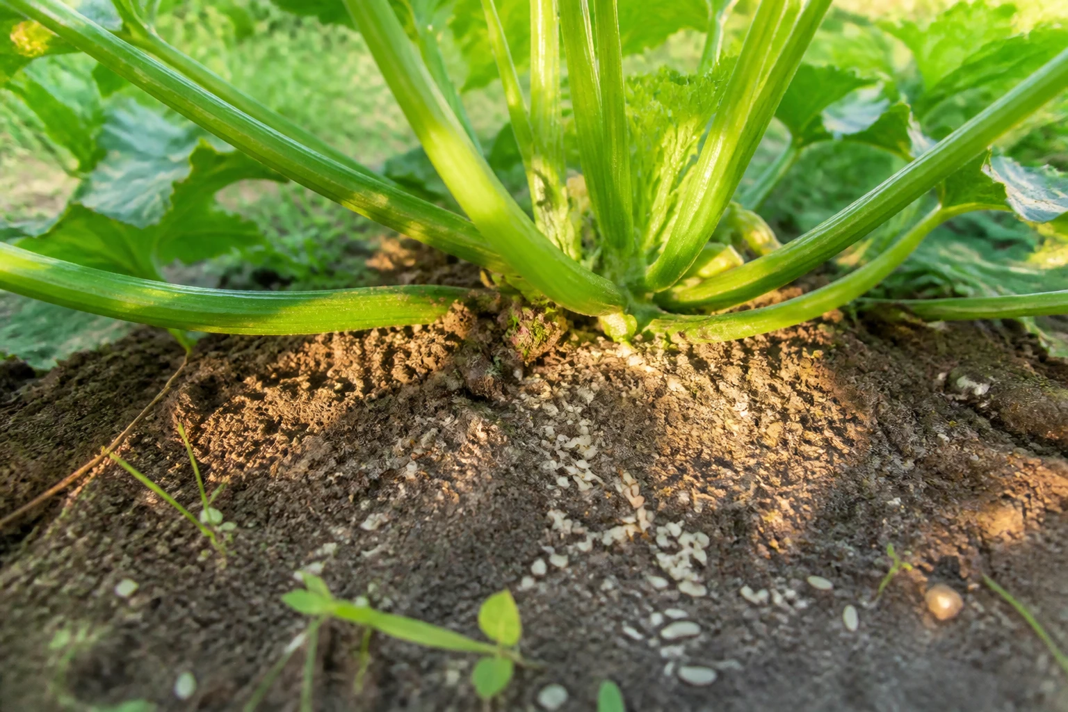 Grains de riz cru déposés au pied d'un plant de courgette dans un potager